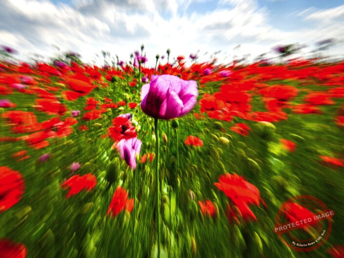 Poppy Field by Adam Koszo