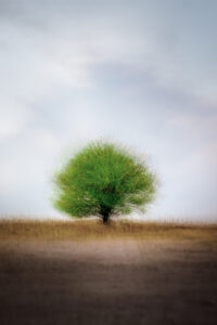 Rooted in Silence