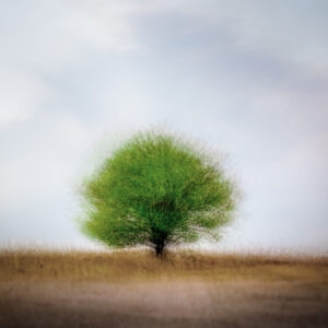 Rooted in Silence