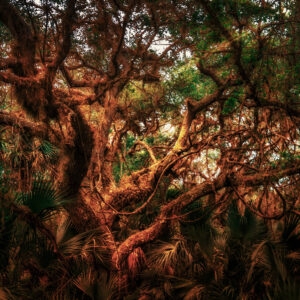 Ancient Canopy